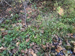 Parnassia grandifolia