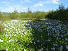 Pontederia crassipes