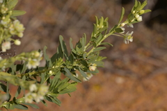 Phyllanthus calycinus