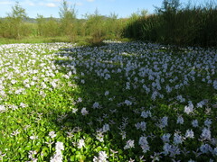 Pontederia crassipes