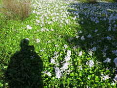 Pontederia crassipes