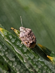 Holcogaster fibulata