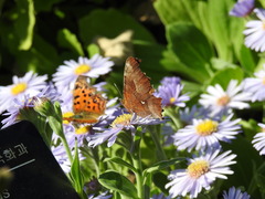 Polygonia c-aureum