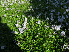 Pontederia crassipes