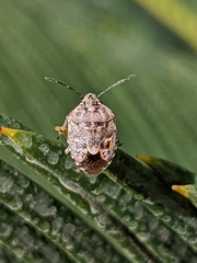 Holcogaster fibulata