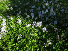 Pontederia crassipes