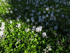Pontederia crassipes