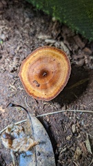 Coltricia cinnamomea