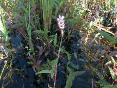 Persicaria