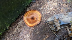 Coltricia cinnamomea