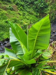 Ensete ventricosum image