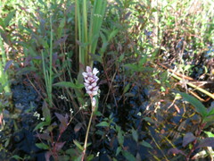 Persicaria
