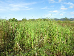 Typha latifolia