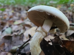 Agrocybe praecox