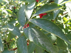 Erysiphe vanbruntiana sambuci-racemosae