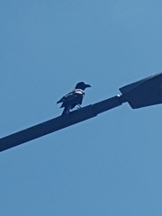 Corvus macrorhynchos