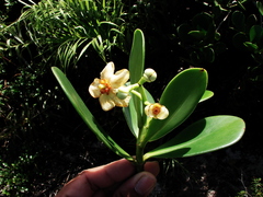 Clusia fluminensis