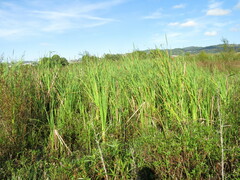 Typha latifolia