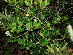 Clusia fluminensis