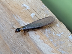 Kalotermes flavicollis