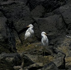 Egretta eulophotes