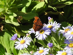Polygonia c-aureum