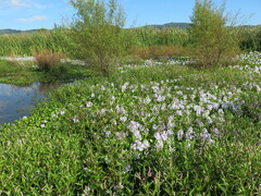 Pontederia crassipes