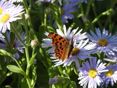 Polygonia c-aureum