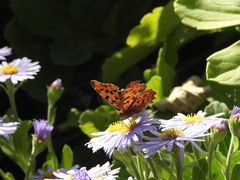 Polygonia c-aureum