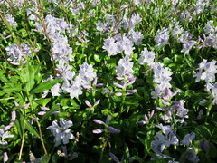 Pontederia crassipes
