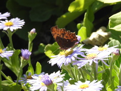 Polygonia c-aureum