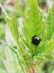 Parexochomus nigromaculatus