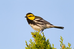 Setophaga chrysoparia