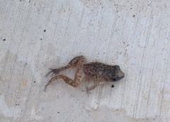 Eleutherodactylus marnockii