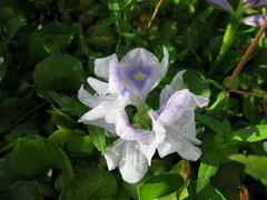 Pontederia crassipes