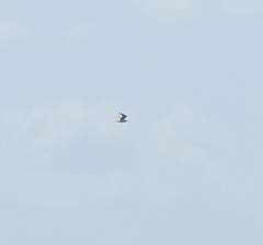 Sterna hirundo
