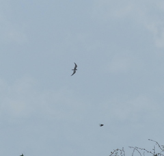 Sterna hirundo