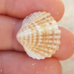 Acanthocardia tuberculata