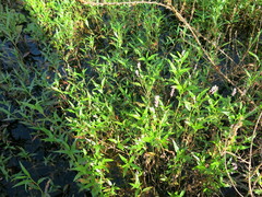 Persicaria