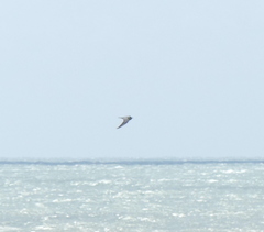 Sterna hirundo