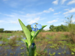 Persicaria
