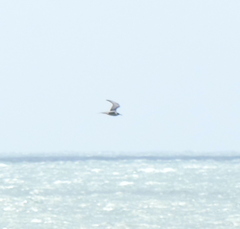 Sterna hirundo