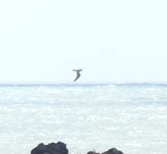 Sterna hirundo