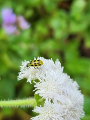 Diabrotica undecimpunctata