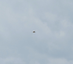 Sterna hirundo