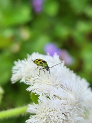 Diabrotica undecimpunctata