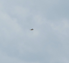 Sterna hirundo
