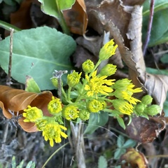 Solidago virgaurea