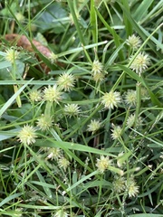 Cyperus brevifolius