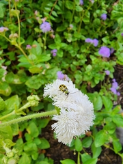 Diabrotica undecimpunctata